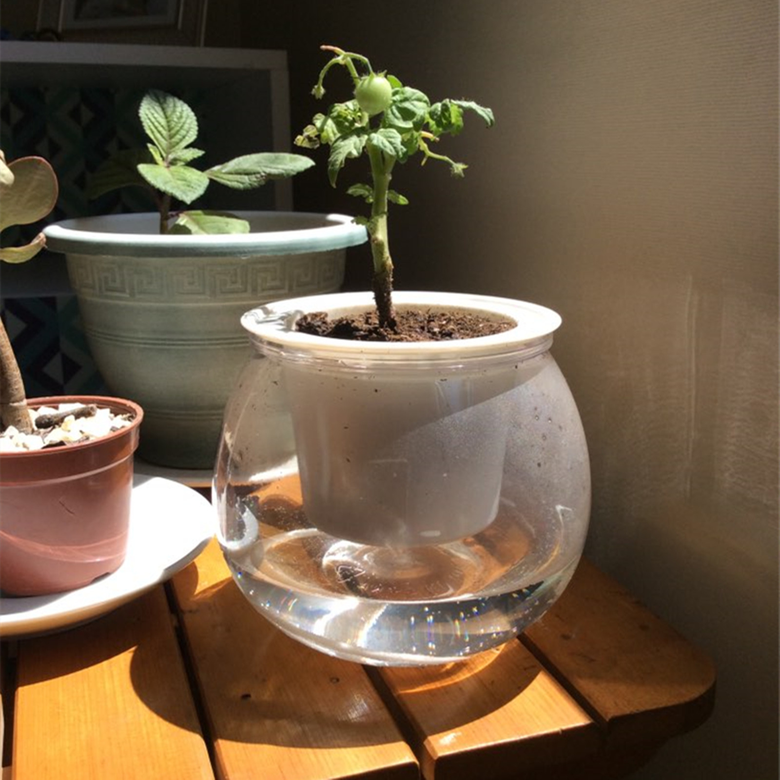 Pot Tanaman Penyiraman Diri Po - Japanese Garden Bonsai ulasan dan harga