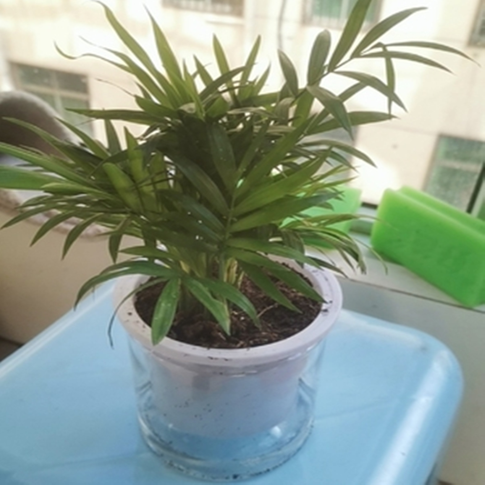 Pot Tanaman Penyiraman Diri Po - Japanese Garden Bonsai ulasan dan harga