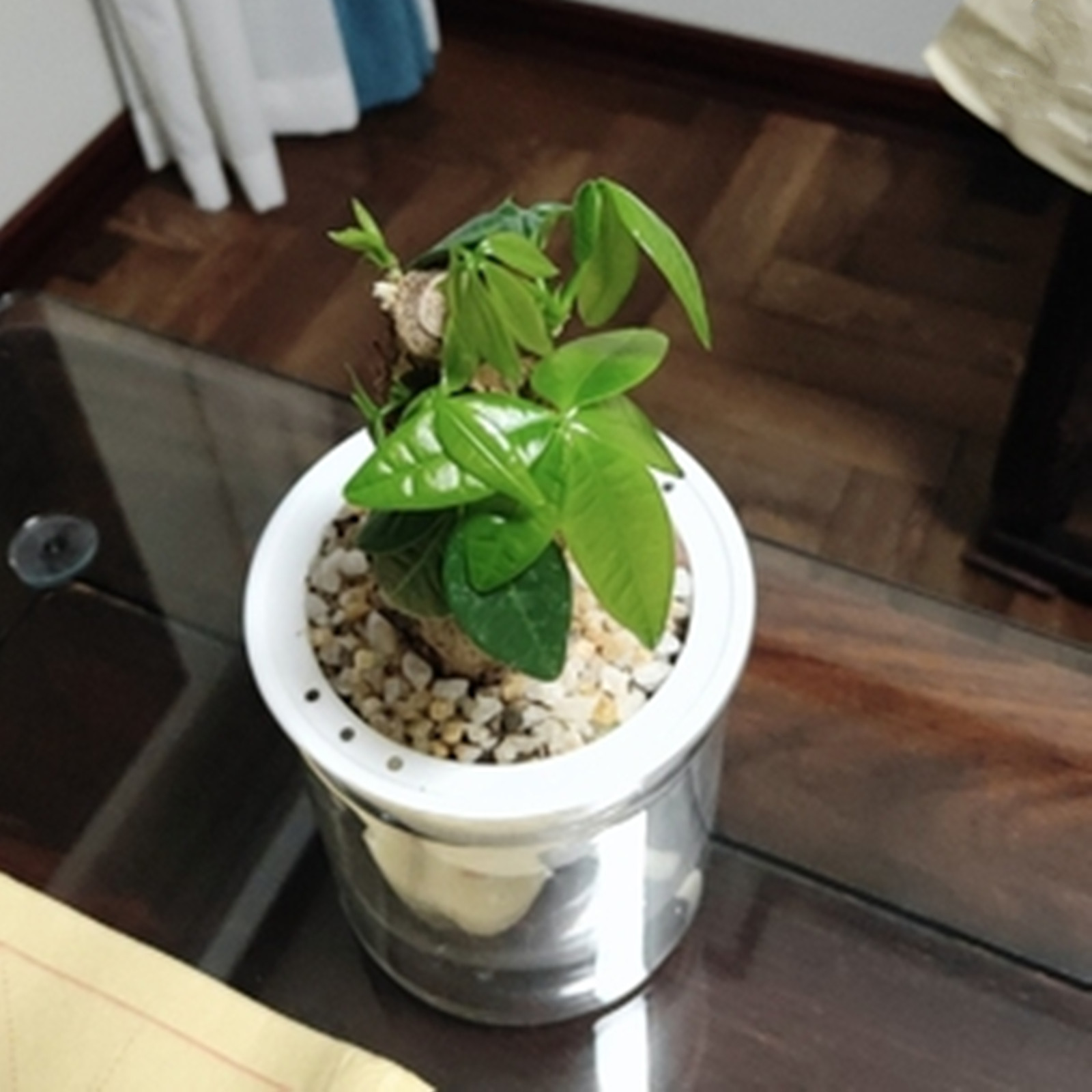 Pot Tanaman Penyiraman Diri Po - Japanese Garden Bonsai ulasan dan harga