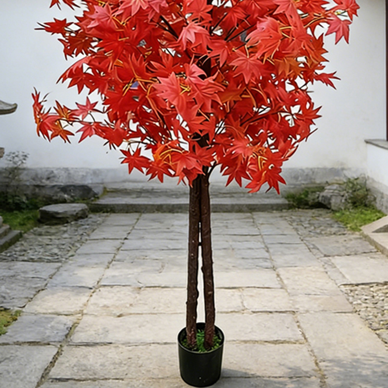 Pohon Maple untuk Dekorasi Rum - Japanese Garden Bonsai ulasan dan harga