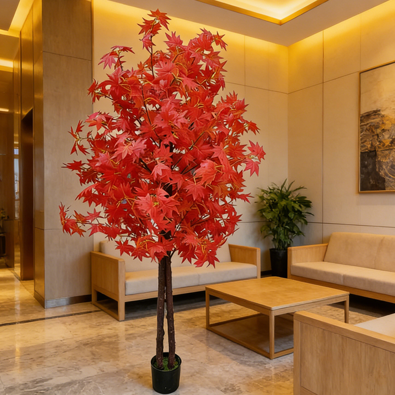 Pohon Maple untuk Dekorasi Rum - Japanese Garden Bonsai ulasan dan harga